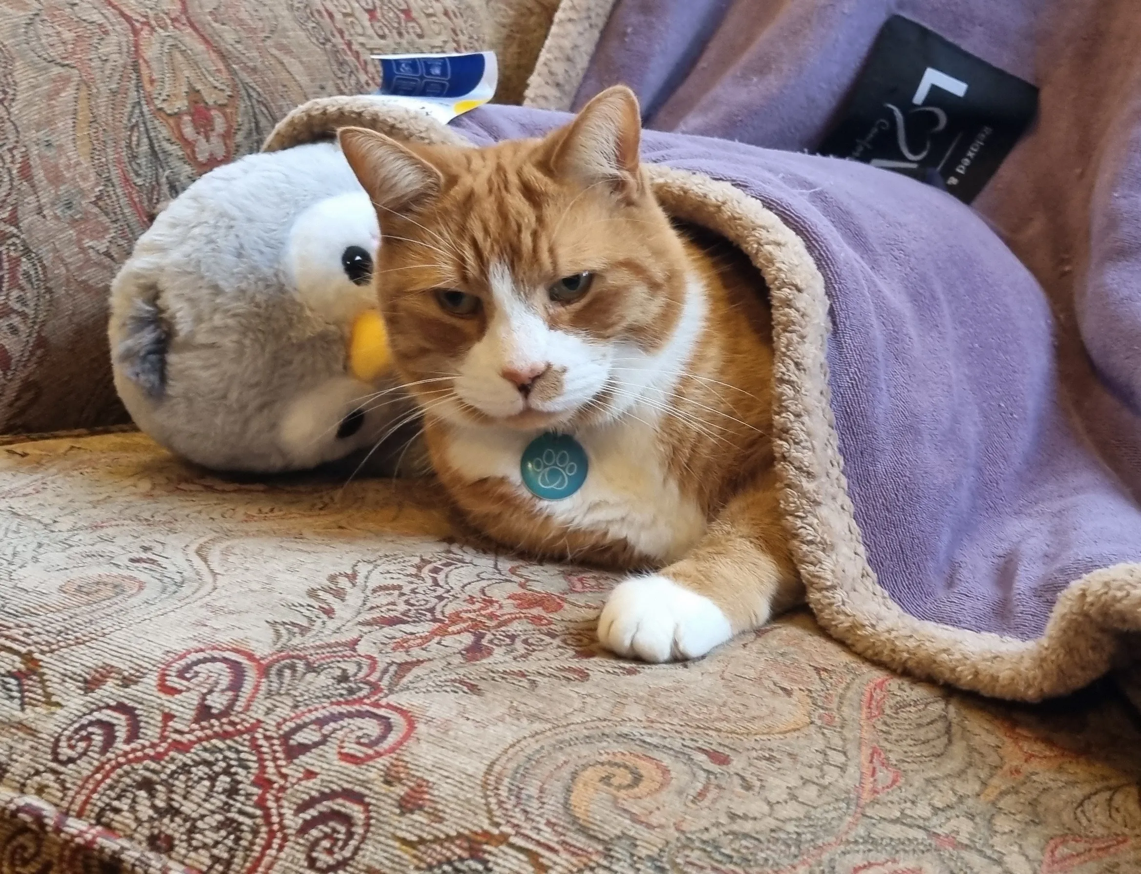 Snorri looking very cute